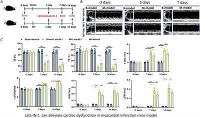 Lats-IN-1 protects cardiac function and promotes regeneration after myocardial infarction by targeting the hippo pathway